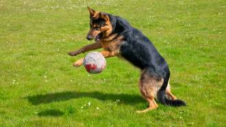 A German Shepherd is jumping and playing with a ball on a grassy field.