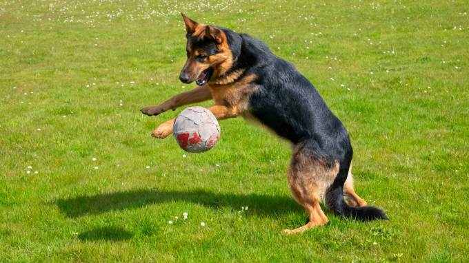 A German Shepherd is jumping and playing with a ball on a grassy field.
