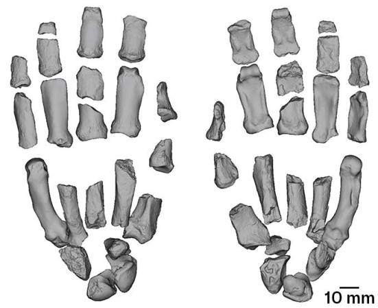 A digitally reconstructed hand of the extinct hominid, palm down at left, palm up at right