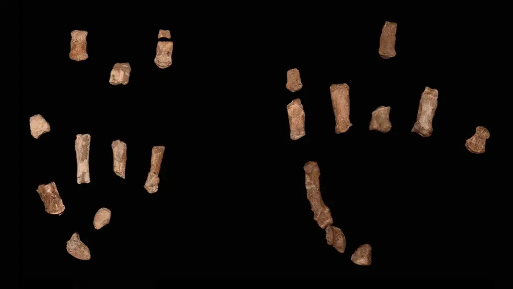 Hand bones from a non-homo hominid that could have been used for grasping tools