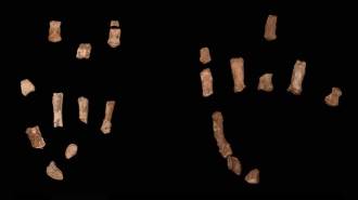 Hand bones from a non-homo hominid that could have been used for grasping tools