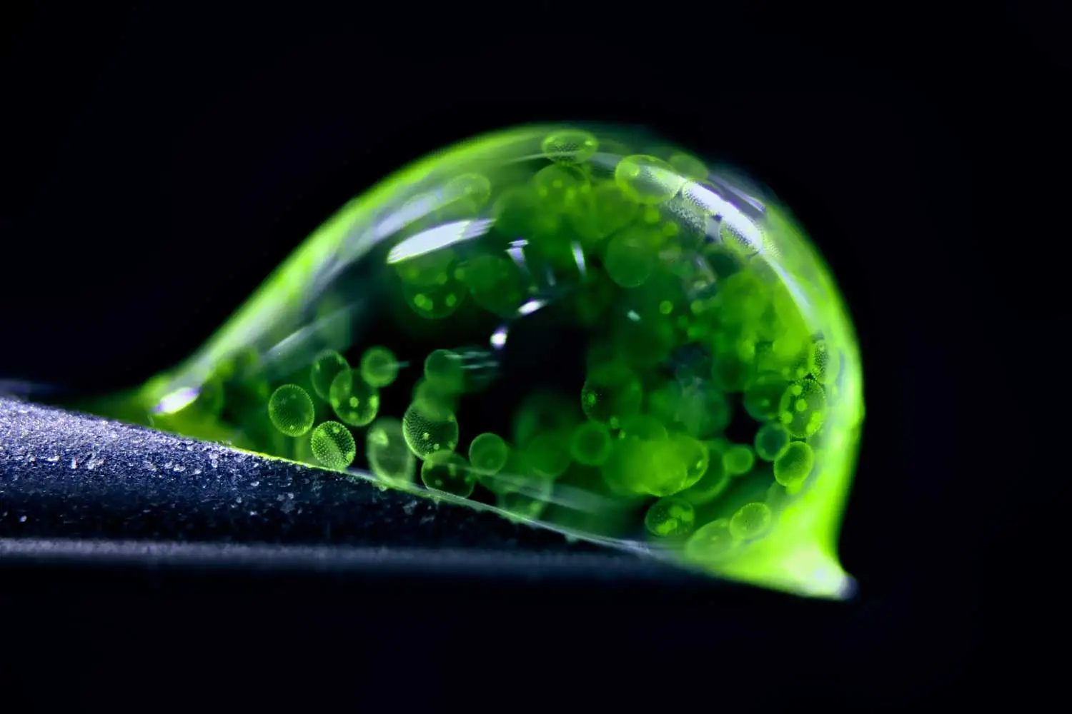 A drop of water filled with green algae cells rests on top of a syringe tip.
