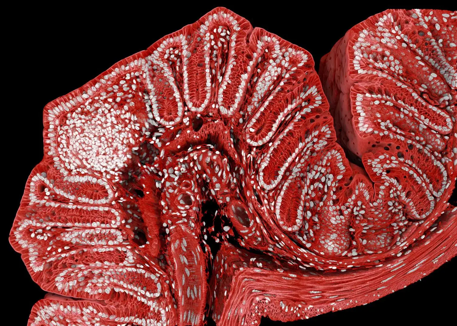 A cross section of a mouse colon shows what looks like a worm shaped tube. Inside the tube there are folds. Small white dots run along the folds in a serpentine pattern.