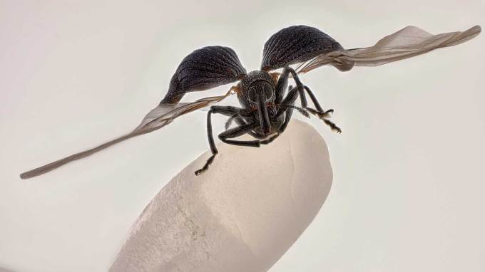 A photo of a rice weevil with its wings spread out sitting on a grain of rice.