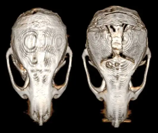 Two 3-D scanned images of mouse skulls on a black background. The left skull is visibly denser than the right.