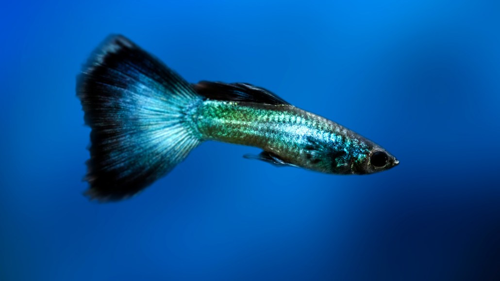 An image of a blue, green and black fish.
