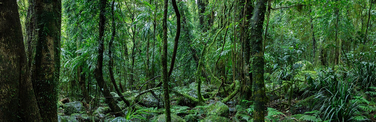 A lush tropical forest in Queensland, Australia.