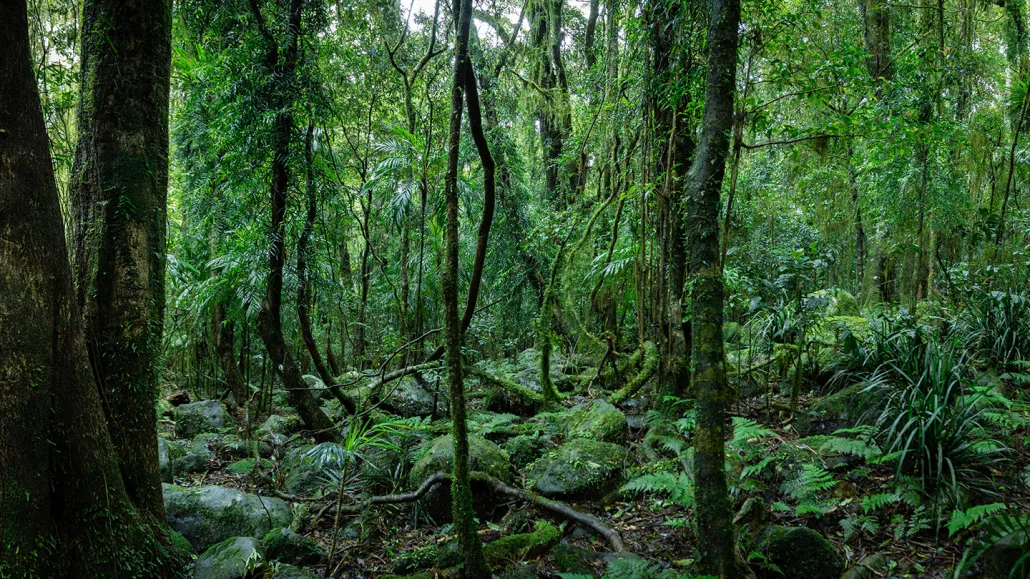 A lush tropical forest in Queensland, Australia.