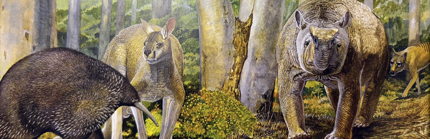 An illustration shows ancient megafauna that once lived in Australia, including a giant echidna, a giant kangaroo, a tapir-looking animal and a thylacine. They are pictured in amongst tree trunks in a forest.