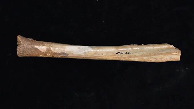 An ancient giant kangaroo bone has a gouge taken out in the middle, a cut mark researchers say is more indicative of fossil collecting than animal butchering.
