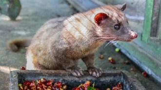 An Asian palm civet prepares to dine on unroasted coffee beans.