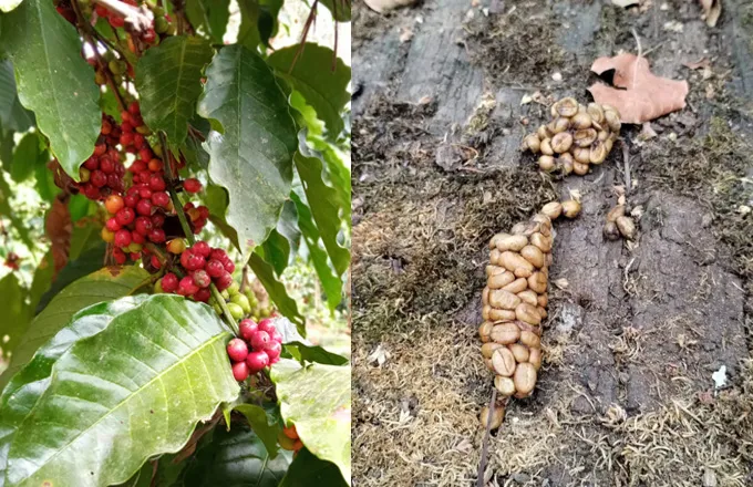 A composite of two photographs of Robusta coffee beans, red beans still unpicked and whitish beans deposited by a civet after partially digesting them.
