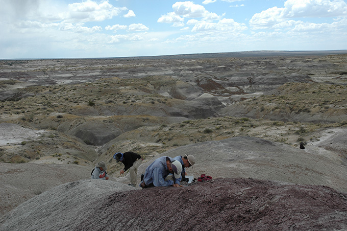 Four people are seen collecting bits of rock from a fossil-rich site in New Mexico.