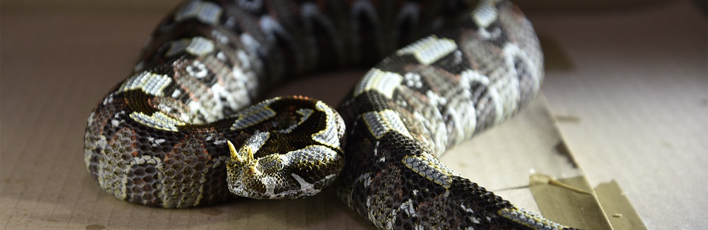 A brown and gray rhino viper snake sitting on cardboard in a curled position.