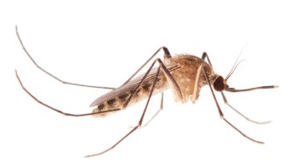 close-up of a mostly brown mosquito against a white background.