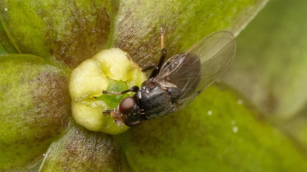 A small black fly feeds on the center of a greenish-yellow flower.