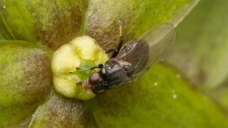 A small black fly feeds on the center of a greenish-yellow flower.