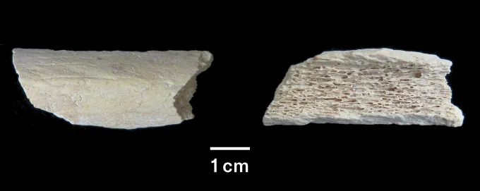 two views of a probable leg bone from a Neandertal