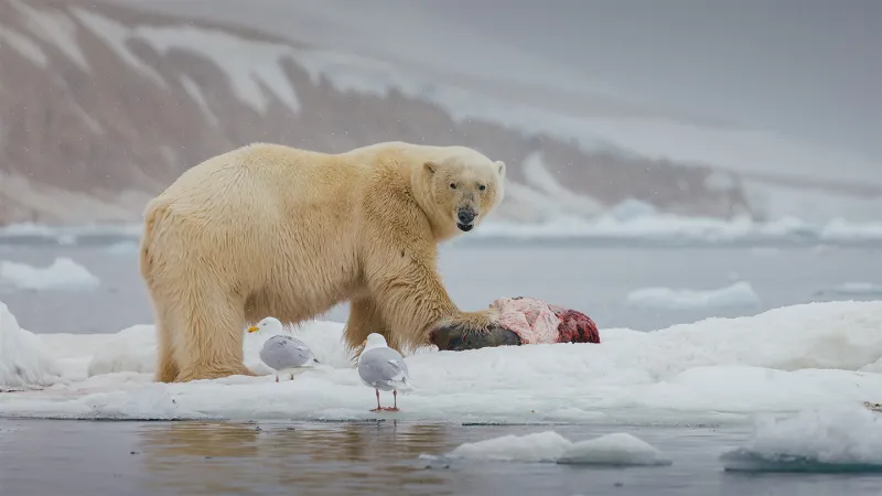 A polar bear stands over a dead seal with two seagulls standing nearby.