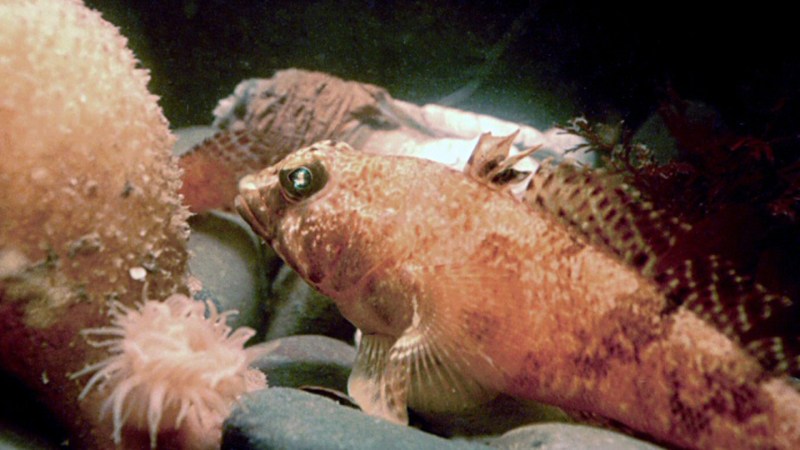 Yellowfin rockcod in a group