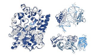 Ribbon diagrams of OpenFold3’s predictions of proteins compared with experimentally determined structures.