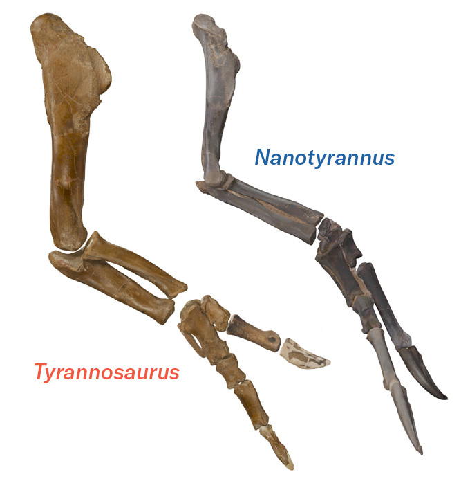 A side-by-side comparison of the arm bones of a Tyrannosaurus and a Nanotyrannus. Although they are similar in structure and length, the bones of the Nanotyrannus arm are more slender.