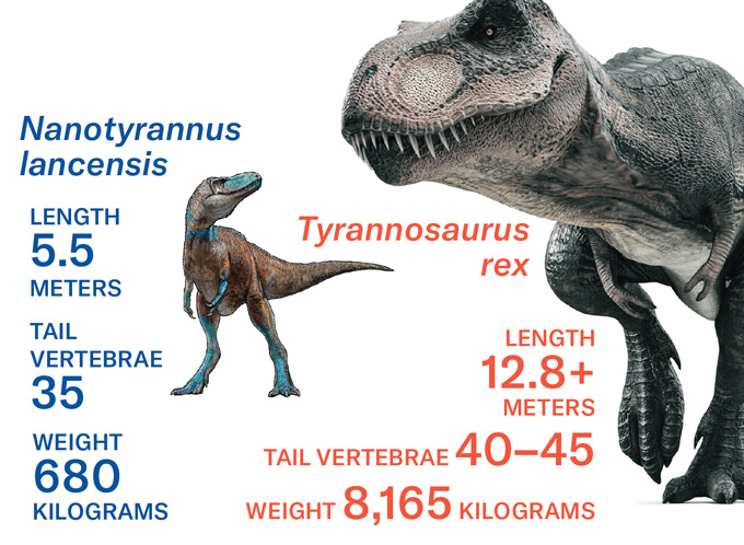 An infographic shows two dinos, a T. rex and and the diminutive Nanoturannus lancensis, and compares their stats, including length, weight and number of tail vertebrea.