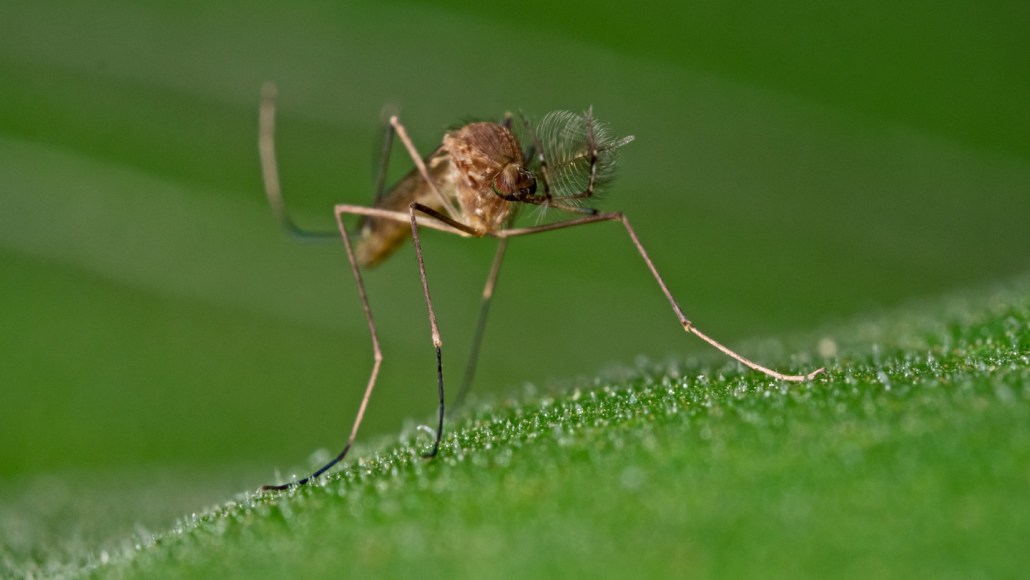 A mosquito with large, fluffy antennae is centered in the photo. It seems to be sitting on a wet leaf; the background is completely green and there are tiny drops of water on a small mound that the mosquito is standing on. The mosquito is facing to the right of the frame.