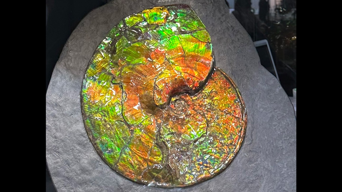 An ammolite fossil with lots of different shimmering opal-like colors in oranges and greens