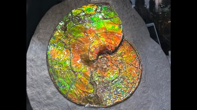 An ammolite fossil with lots of different shimmering opal-like colors in oranges and greens