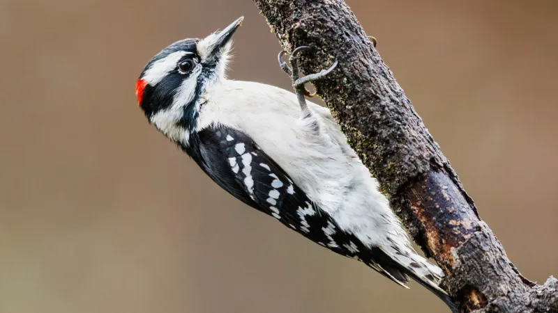 A downy woodpecker (a tiny bird with a white belly and black back), hangs off of a small branch, presumably while hammering at it.