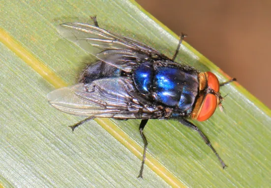An adult screwworm fly is resting on a leaf. The fly is metallic blue and has oversized orange eyes.