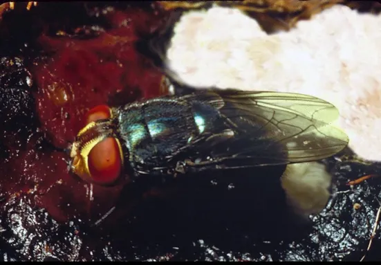 A female screwworm fly sits on an open wound. She lays mounds of white eggs. A mound of eggs are in the background.
