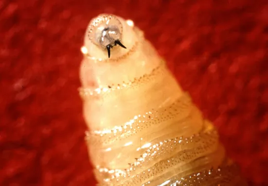 A screwworm maggot raises its head. Its body is tubular and separated into sections. Two sharp prongs stick out of its mouth.