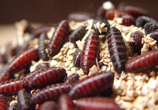 Several pill-shaped cocoons are scattered on the ground. They have horizonal stripes that separate them into sections.