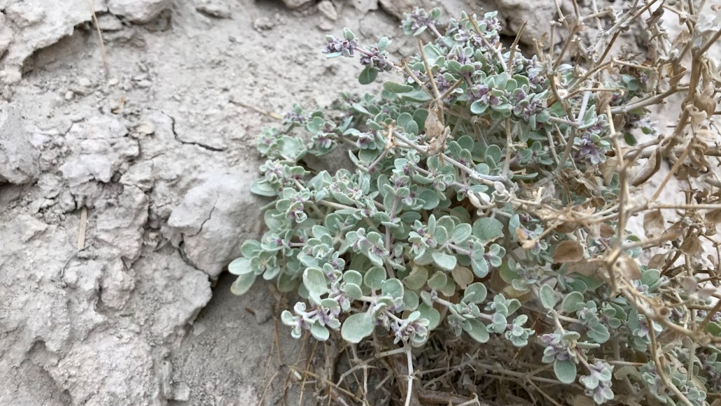 A small desert plant with pale green leaves and tiny purple buds growing in dry, cracked soil.