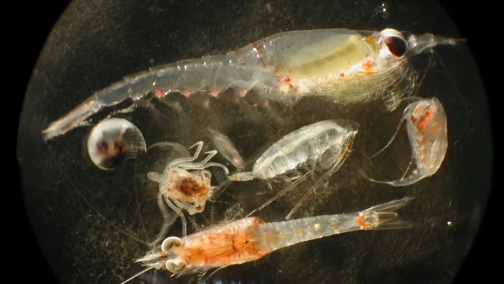 Ocean zooplankton, shown in a photo, could accidentally eat nutrient-poor food from deep-sea mining waste.