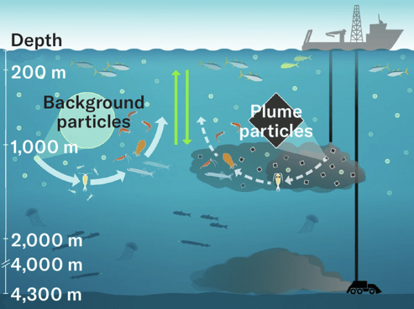 A graphic representation comparing planktons' normal role in the ocean food web to the potentially harmful impact of a deep-sea mining plume, containing nutrient-poor particles that the plankton might accidentally consume.
