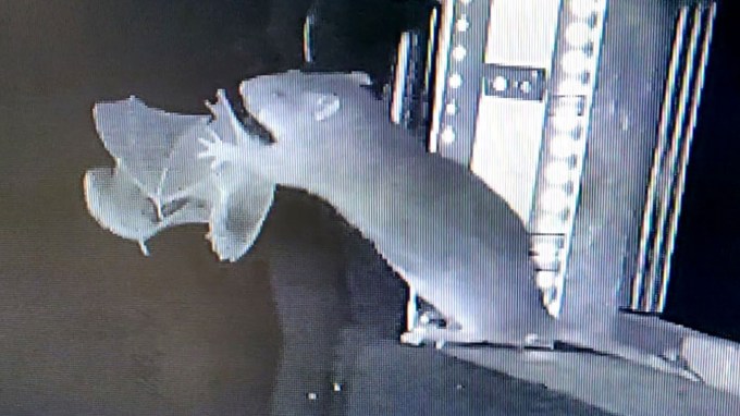 A grainy nighttime shot from an infrared camera shows a rat perched on a ledge grabbing a slightly smaller bat as it flies by