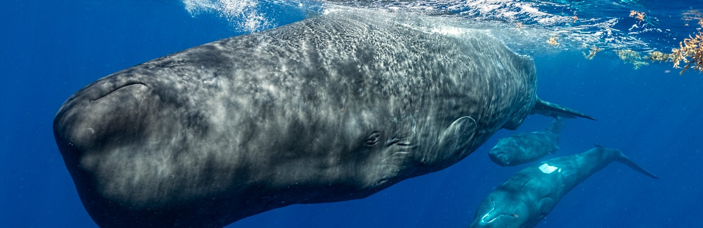 Three giant gray sperm whales swim just under the surface of the ocean.