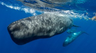 Three giant gray sperm whales swim just under the surface of the ocean.