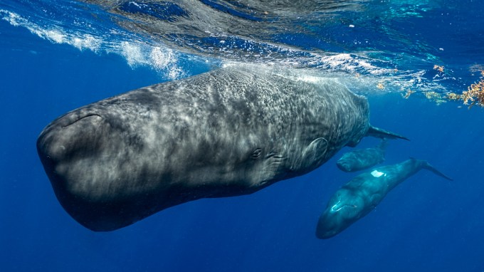 Three giant gray sperm whales swim just under the surface of the ocean.