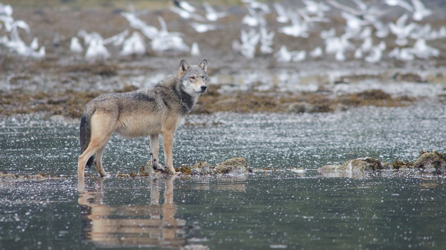 A gray wolf stands on some small rocks in shallow water, while an out-of-focus flock of birds takes flight in the background.