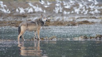A gray wolf stands on some small rocks in shallow water, while an out-of-focus flock of birds takes flight in the background.