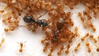 Small yellow worker ants surround two larger queens. Beige ant larvae are shown at the top of the image. A parasitic ant queen, facing to the right, is colored black. To her right is a brown queen that is facing the bottom of the image. Yellow workers are attending the brown queen.