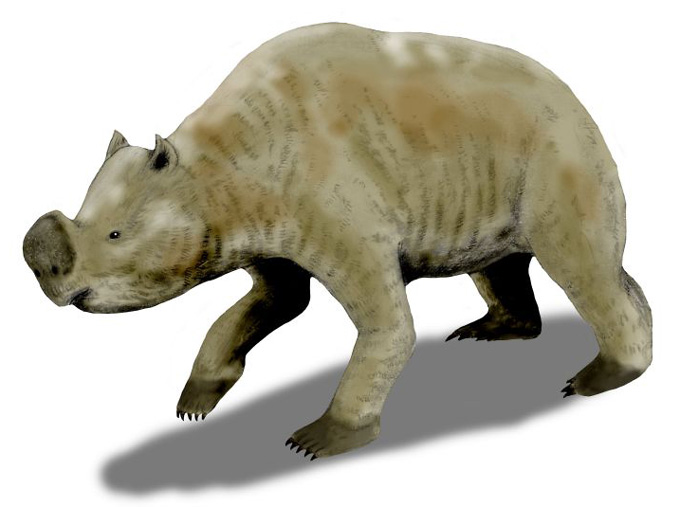 Illustration of a large, wombat-like prehistoric marsupial walking.