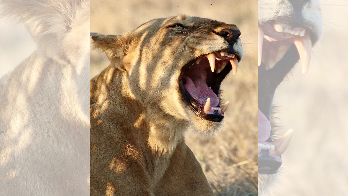 112025_ED_lionroar_feat.jpg?w=330