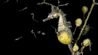 Baby seahorses emerge from an opening in the yellow brood pouch of a male seahorse, which is mostly a mottled brown and white and using its tail to anchor itself to a piece of seaweed.