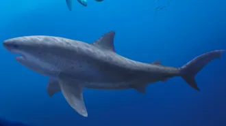 An illustration of an extinct mega shark that resembles a tiger shark