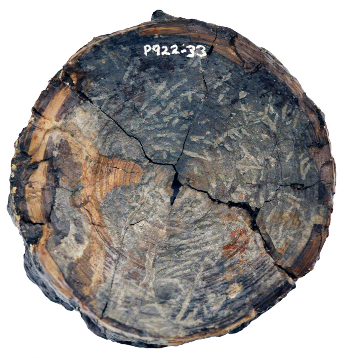 A cross-section of a fossilized vertebra shown from above, with cracks, closely resembling a tree trunk